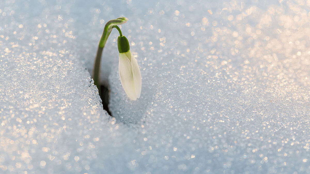 Ein Schneeglöckchen bricht durch die Schneedecke ans Licht.