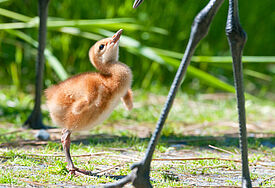 Kranich mit Jungtier (c) Leung/iStock