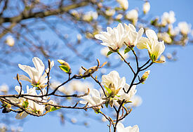 Weiß blühender Magnolienzweig, im Hintergrund blauer Himmel