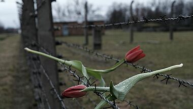 KZ-Gedenkstätte Auschwitz-Birkenau an einem Wintertag. Im Stacheldrahtzaun hängen rote Tulpen.