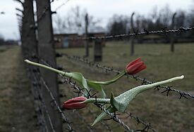 KZ-Gedenkstätte Auschwitz-Birkenau an einem Wintertag. Im Stacheldrahtzaun hängen rote Tulpen.