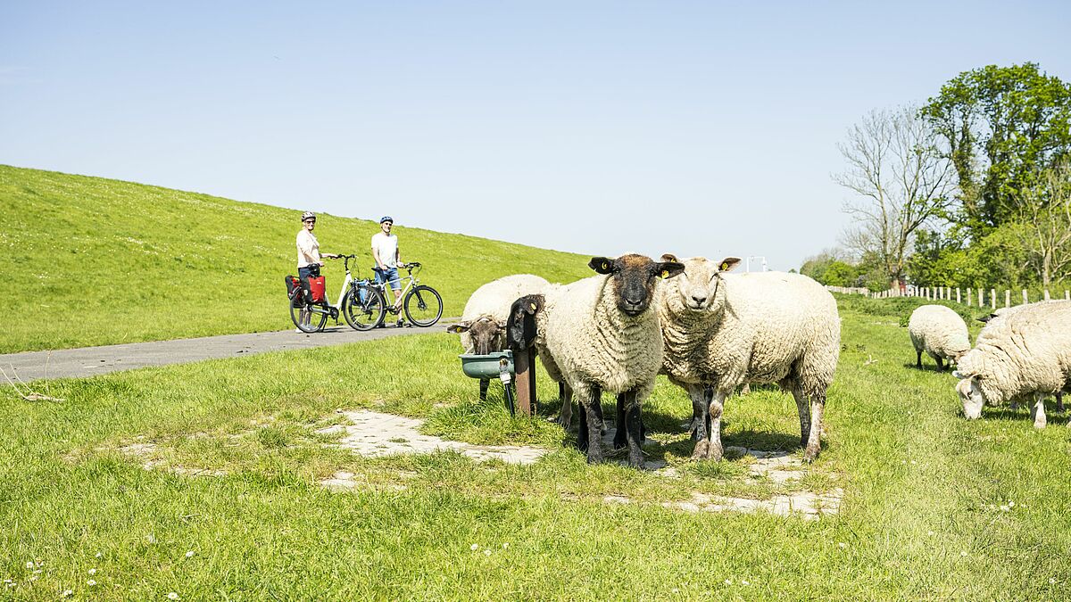  Schafe am Deich bei Borsfleth 