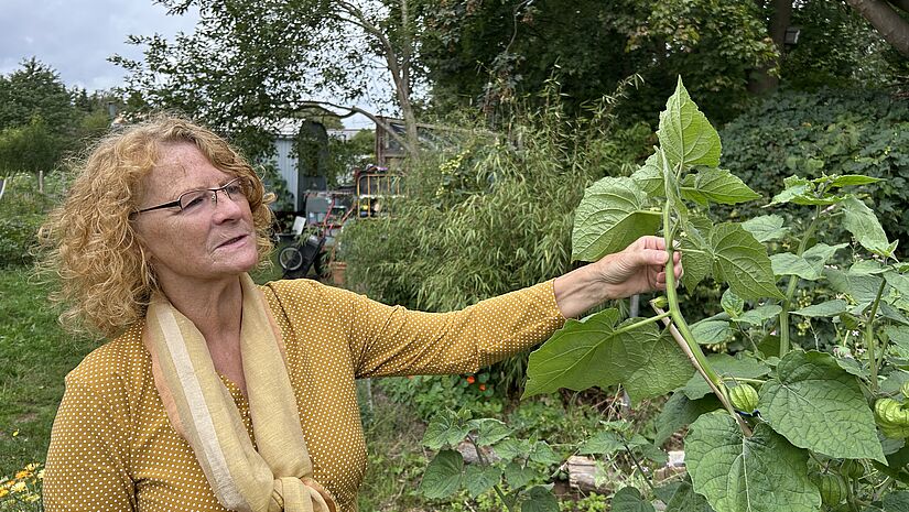 Monika Schankin zeigt, dass im Luthergarten Physalis wachsen.