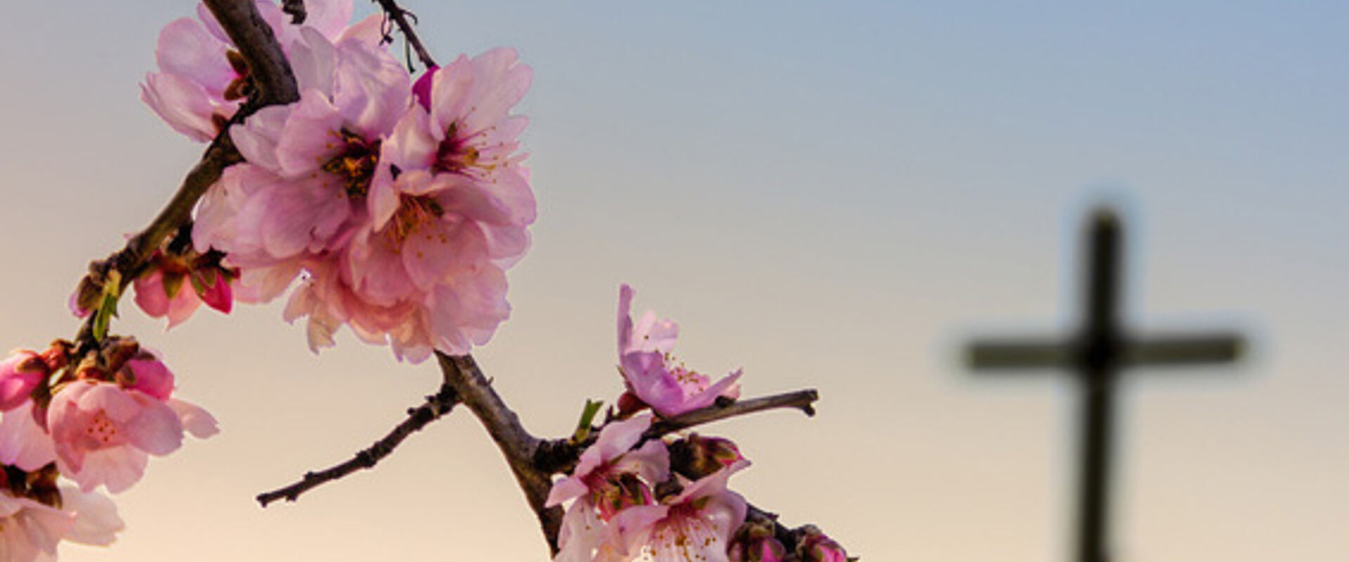 Kirschen blühen an einem Grab