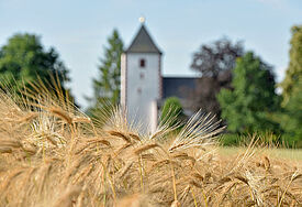 Ein Getreidefeld mit der evangelischen Kirche in Rathendorf im Landkreis Leipzig 
