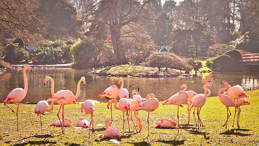 Flamingos im Tierpark Hagenbeck in Hamburg.