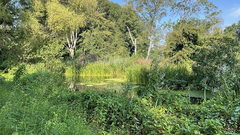 Blick auf einen dicht zugewachsenen Flusslauf